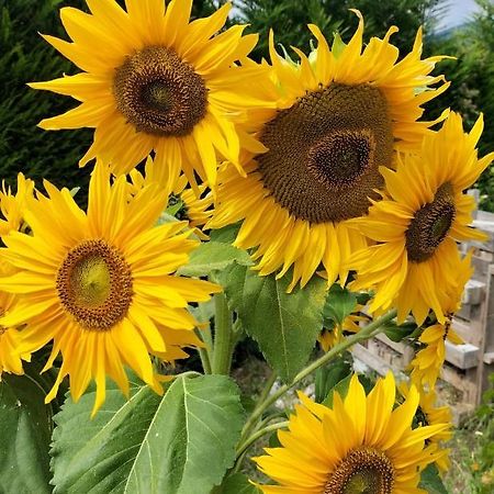 I Girasoli 桑泽诺 外观 照片