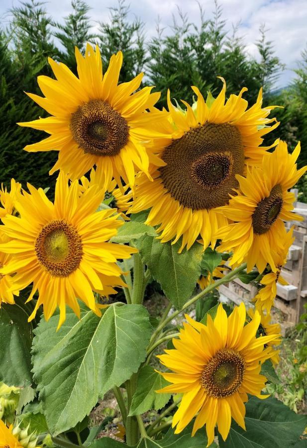 I Girasoli 桑泽诺 外观 照片