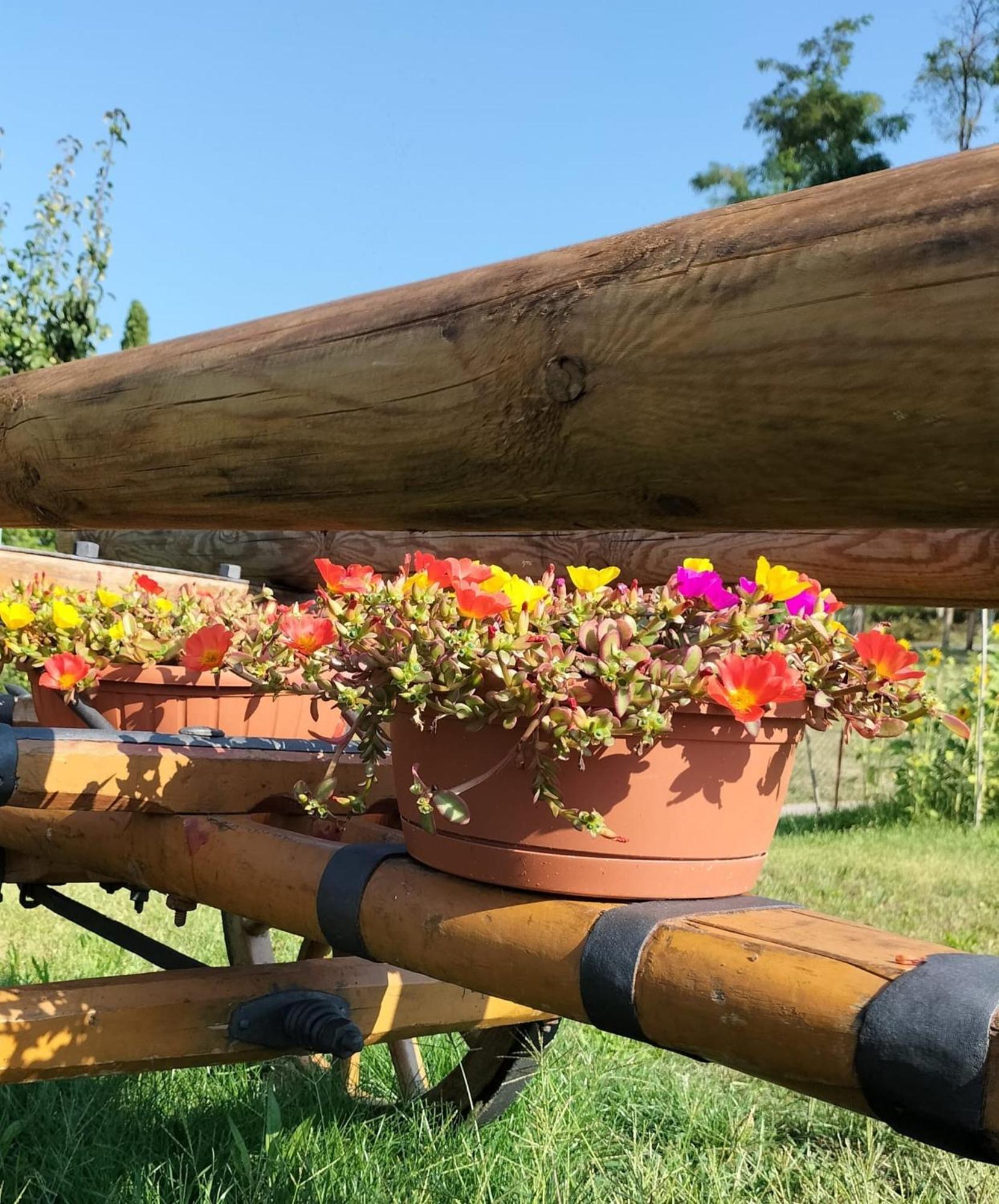 I Girasoli 桑泽诺 外观 照片