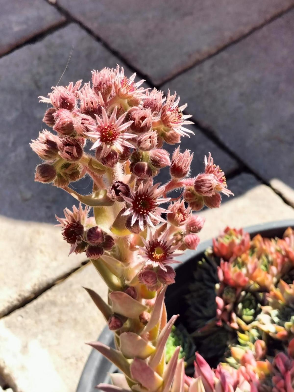 I Girasoli 桑泽诺 外观 照片