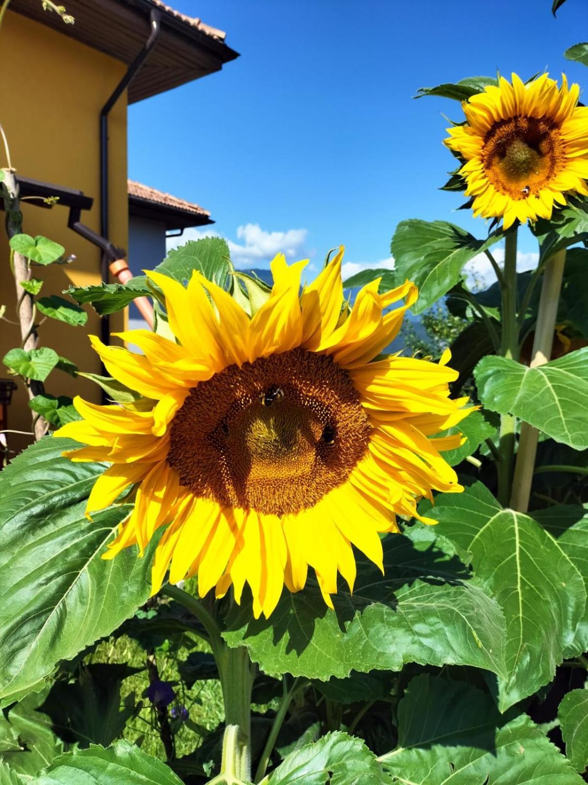I Girasoli 桑泽诺 外观 照片