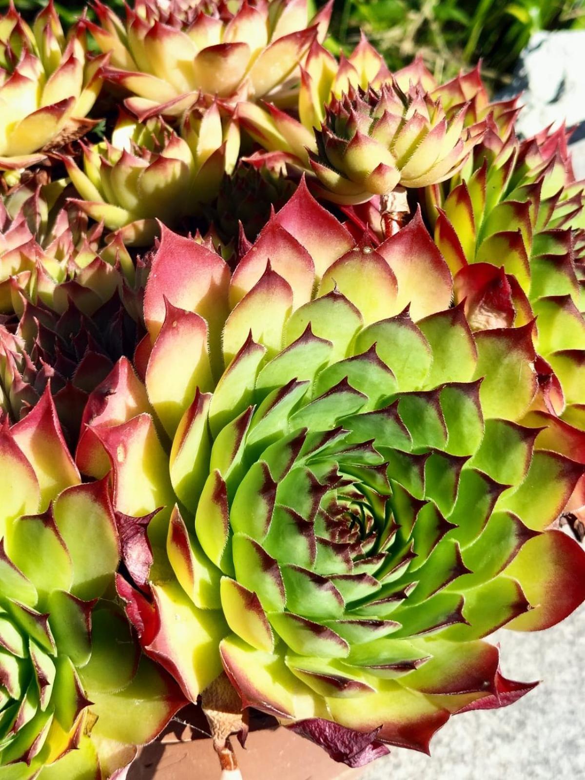 I Girasoli 桑泽诺 外观 照片
